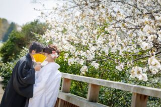 華雅苑立川店_【 和装 】３月４月　桜・チューリップ・菜の花