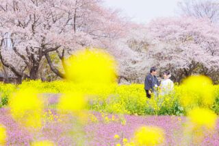 華雅苑立川店_【 和装 】３月４月　桜・チューリップ・菜の花