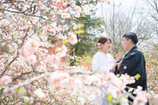 華雅苑立川店_【 和装 】３月４月　桜・チューリップ・菜の花