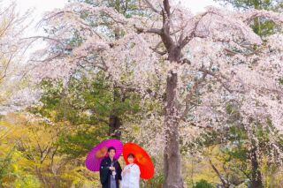 華雅苑立川店_【 和装 】３月４月　桜・チューリップ・菜の花