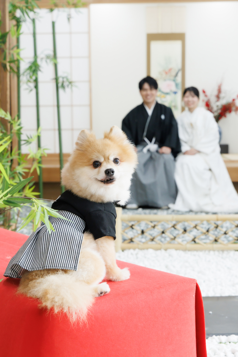 【愛犬と撮影♡】和装弐点プラン◇お好きなロケーション+スタジオ◇衣裳2着/200カット