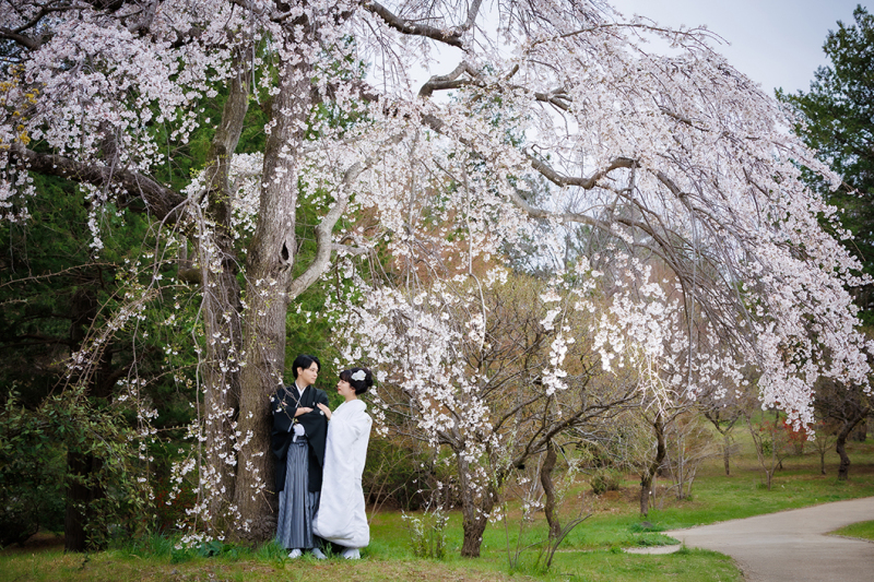 3/16～3/25＊菜の花や日本庭園の中の桜で撮影『和装壱点』130枚／新婦美容込／衣裳差額無し／移動費込み