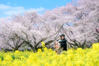桜フォト♡3/26～4/10　≪和装：桜≫≪洋装：スタジオ≫210枚／新婦美容込／衣裳差額無し／移動費込み