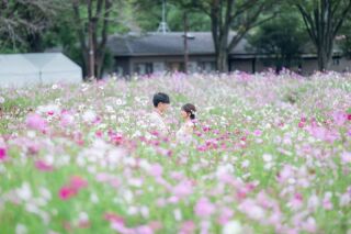 【早割　洋装１点プラン】９月１０月撮影✨90.000円⇒75.000円　ドレスでコスモスなどのお花と撮影　衣裳差額なし♪