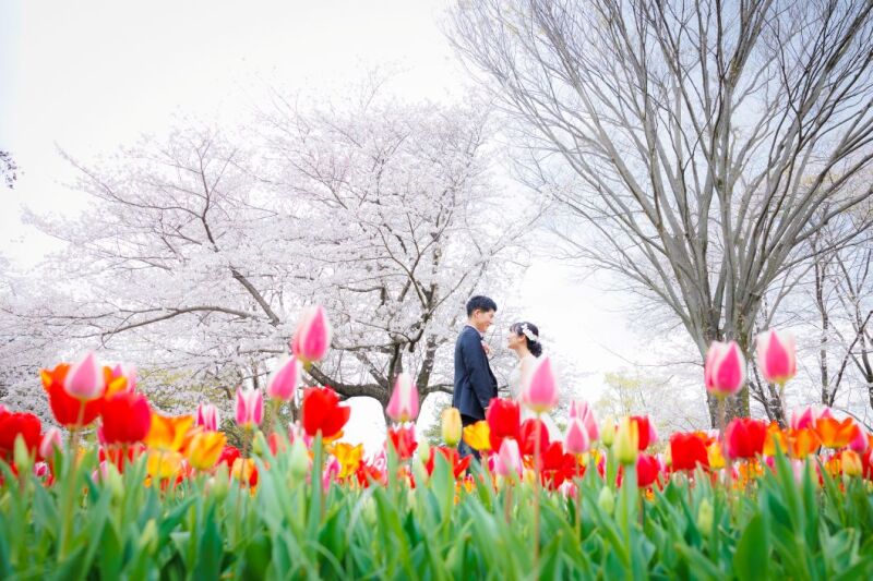 ≪チューリップとスタジオ≫　4/5～4/10　和洋弐点プラン 210枚／新婦美容込／衣裳差額無し／移動費込み