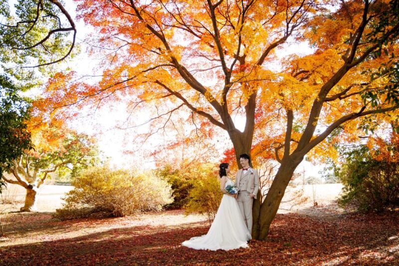 11/25~12/7 紅葉撮影◇昭和記念公園・和洋2点プラン◇昭和記念公園+スタジオ 200枚納品/165,000円
