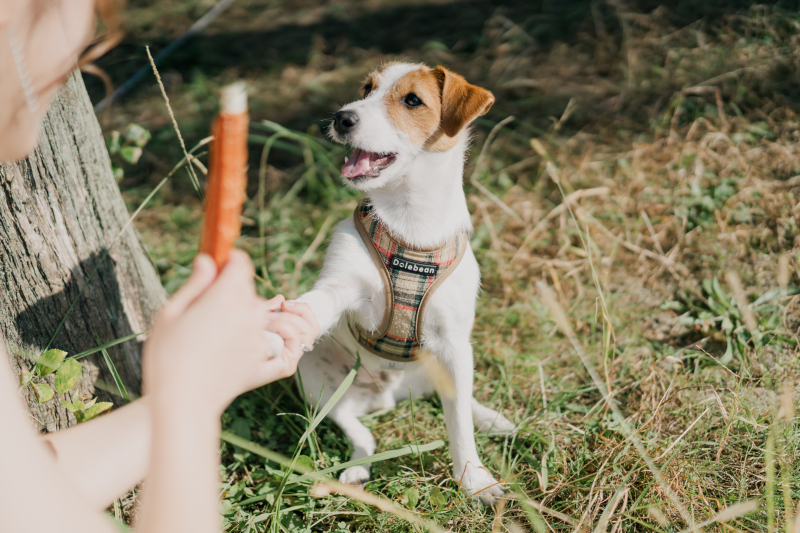 くし君のソロショット^^