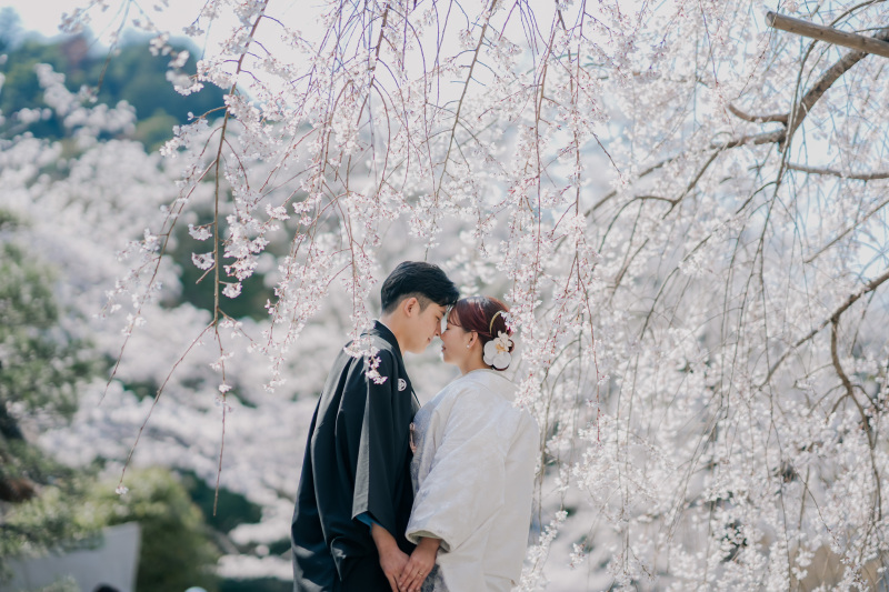 枝垂れ桜