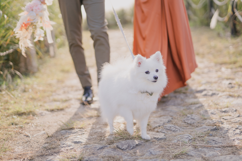 愛犬の小梅ちゃん