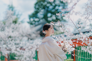 桜満開！神戸も夕陽が出てました！【和装洋装プラン】
