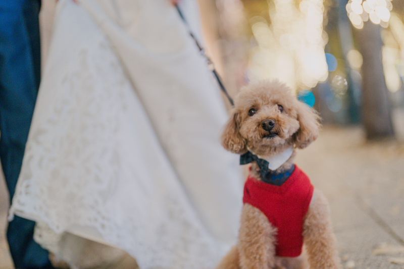 ペットのワンちゃん登場