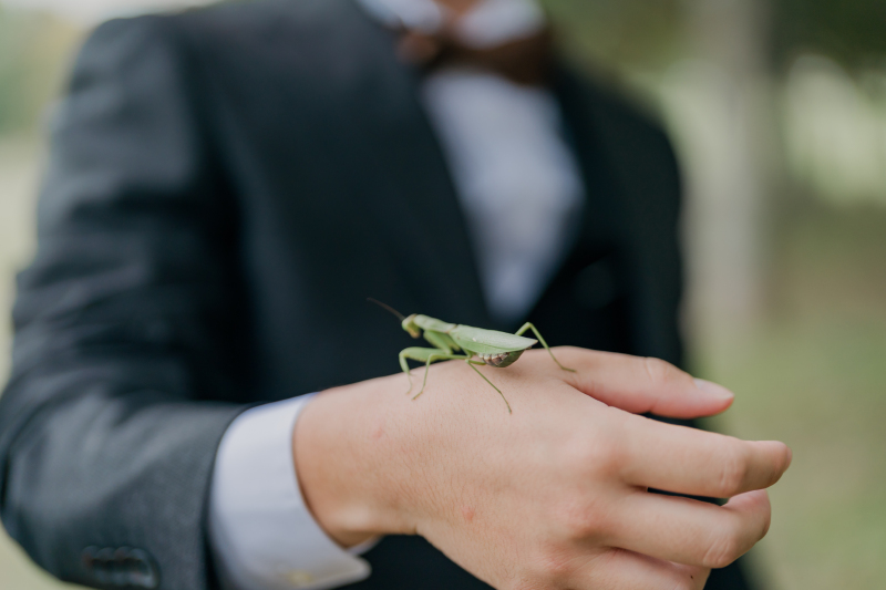 〜新郎様、バッタを捕まえるの巻〜
