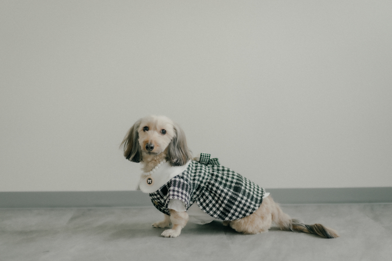 わんちゃんソロショット