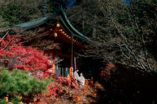 紅葉撮影【毘沙門堂】