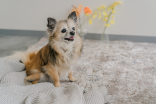 ペットと一緒に撮影