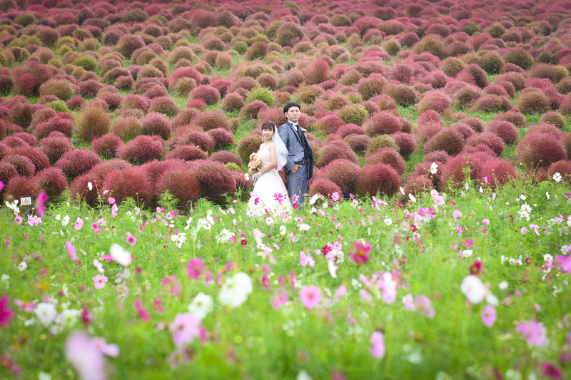 コキア＆コスモス