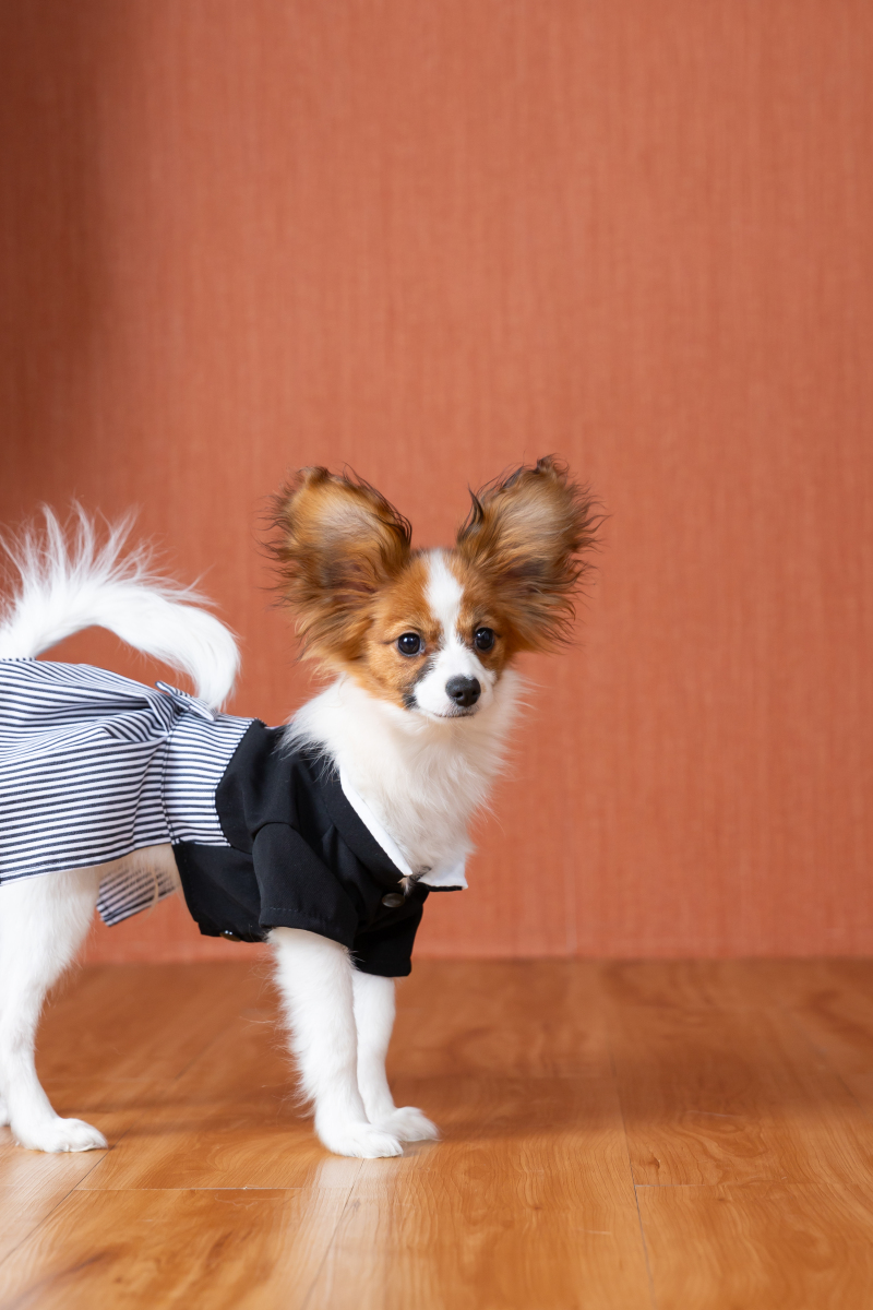 わんちゃんも一緒に