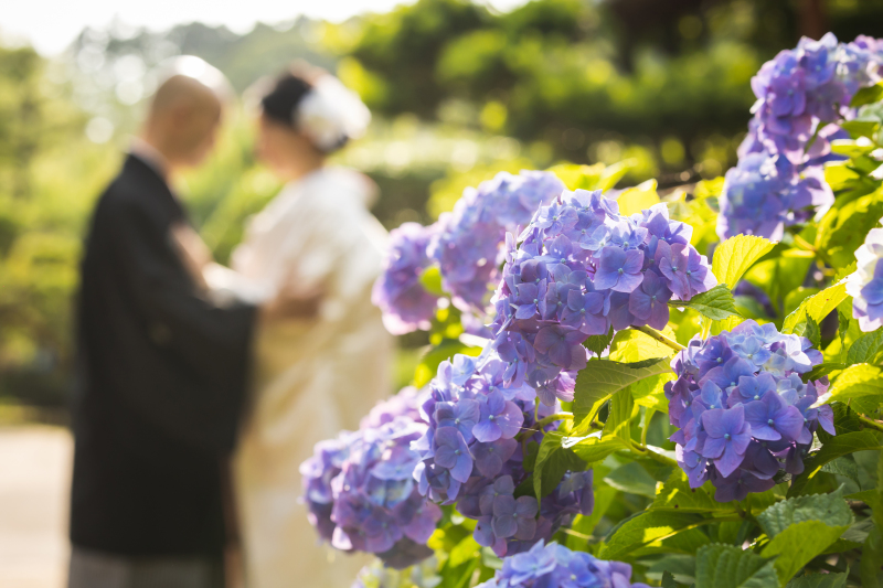 6月ならでは...紫陽花は和装にピッタリですね