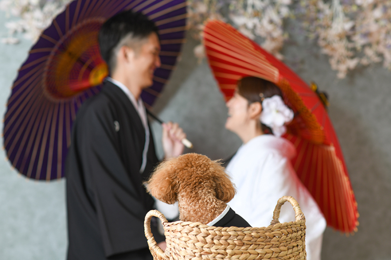 スタジオ背景：フラワーバック