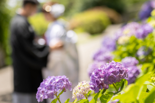 華雅苑[KAGAEN] 水戸店_和装ロケ【偕楽園】紫陽花 / AJISAI