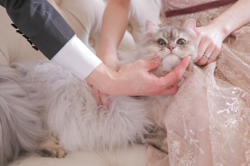 ペットと一緒にスタジオ撮影◇ペットと一緒ベーシックプラン◇データ30カット３日で納品、ペット撮影参加料金、美肌補正料金込み！