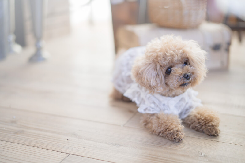 ペットと一緒にスタジオ撮影◇ペットと一緒ベーシックプラン◇データ30カット３日で納品、ペット撮影参加料金、美肌補正料金込み！