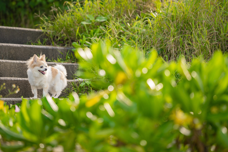 ワンちゃん1匹での撮影