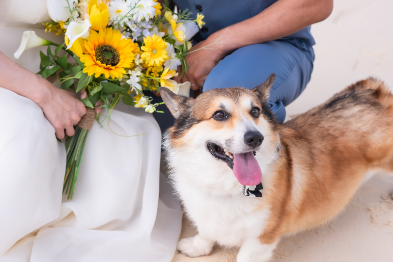 ペットと一緒にフォトウェディング