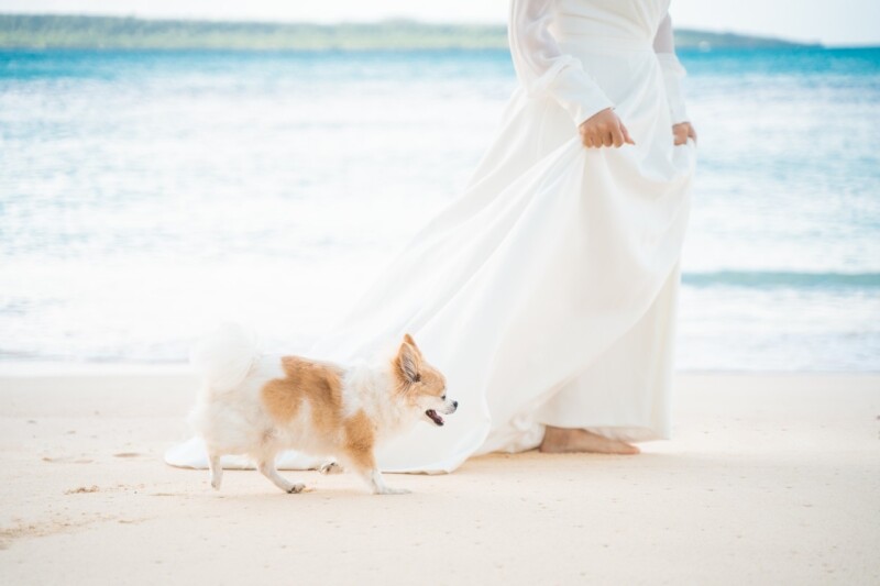 愛犬と一緒にソロウェディング