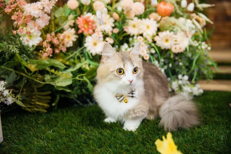 【スタジオ撮影】愛するペットと一緒に⭐︎わんちゃんもねこちゃんも◎お二人の大切な家族と叶える洋装スタジオフォト♪