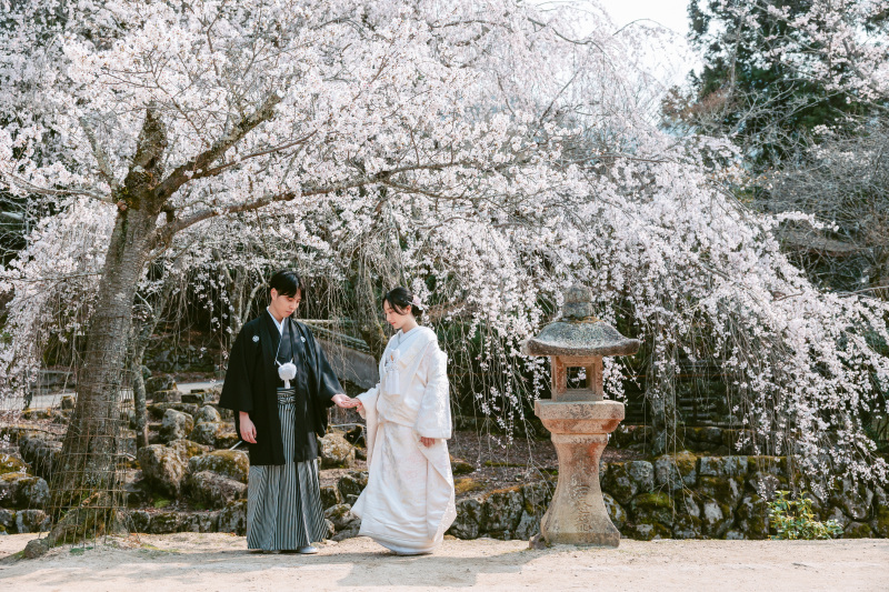 枝垂れ桜