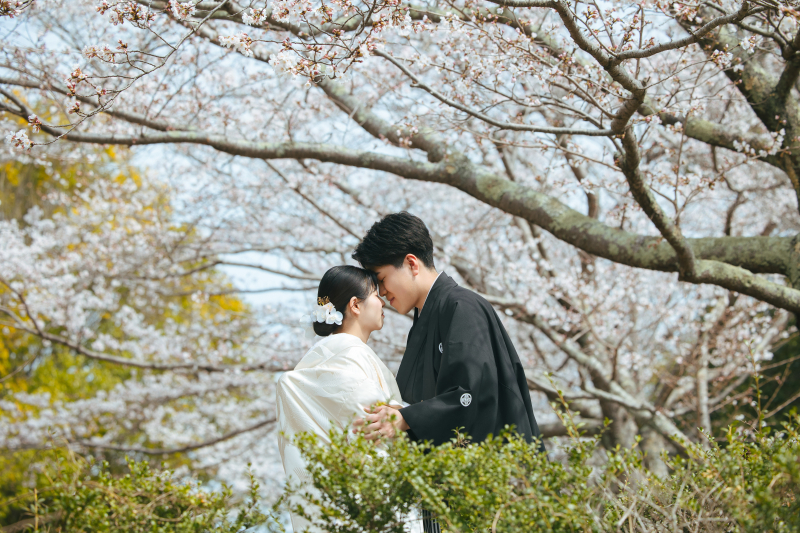 桜のカーテン