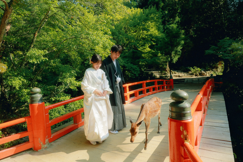 鹿との触れ合い