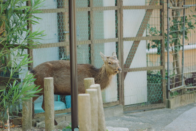 宮島といえば！