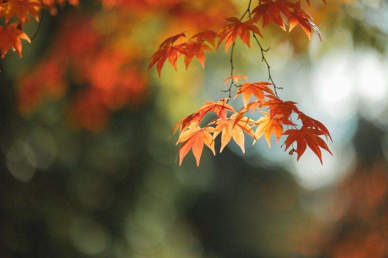 秋を感じさせる