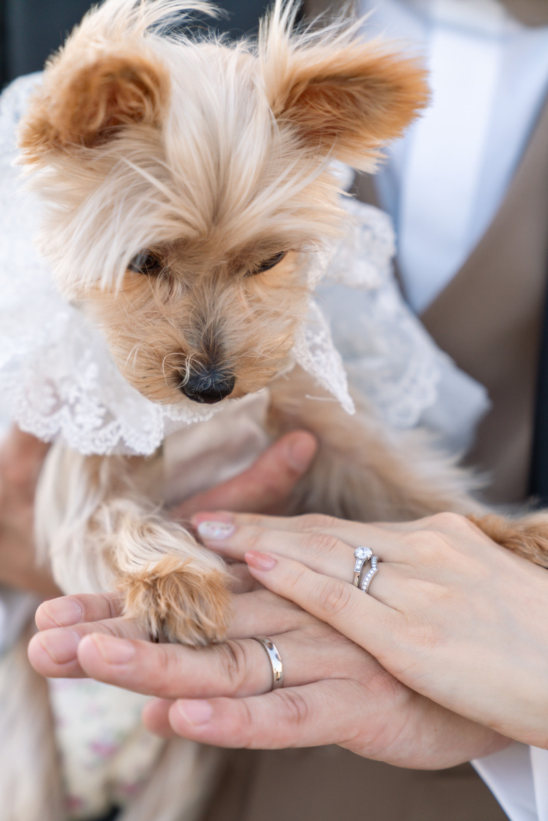 STUDIO TVB 広島店(スタジオTVB)_ペットと一緒に撮影できる