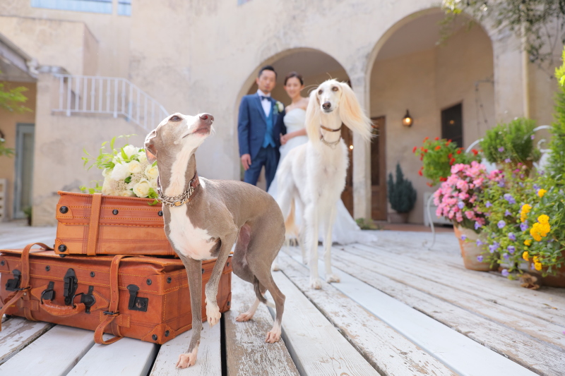 【ペットと一緒に洋装1着フォトウェディング!】ナチュラルプラン アルバム・データ付き!