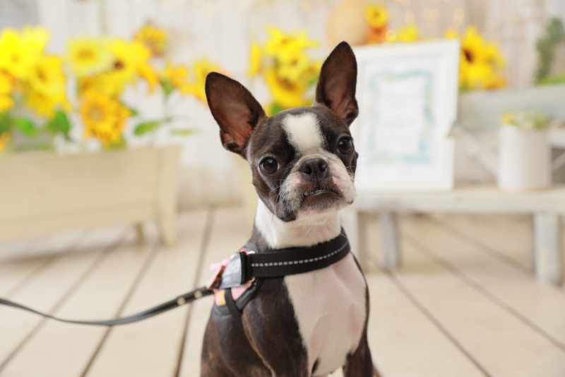 【ペットと一緒に和装1着フォトウェディング!】ナチュラルプラン アルバム・データ付き!