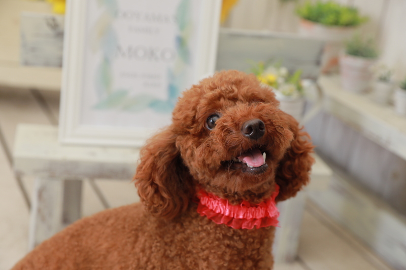 【ペットと一緒に和装1着フォトウェディング!】ナチュラルプラン アルバム・データ付き!