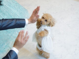 写真ミヤガワ Photo Studio WeddinGraphy_家族やペットと撮影