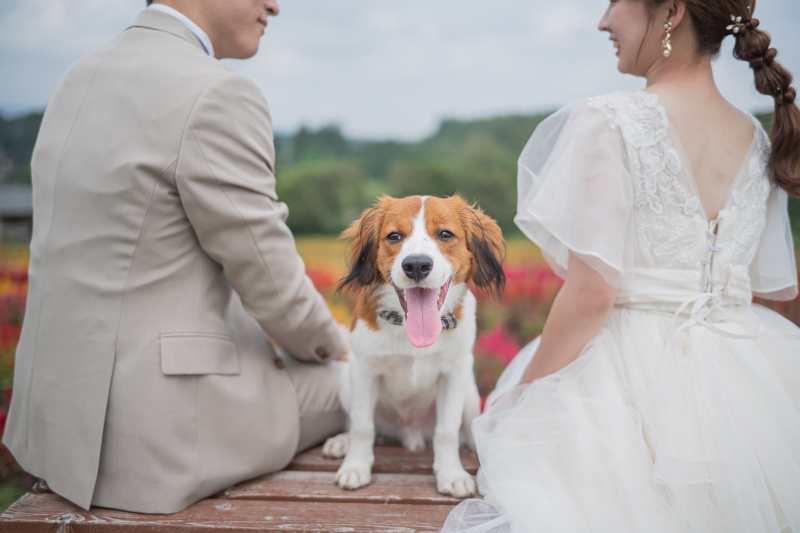 アンシャンテ那須_ペットと一緒に撮影できる