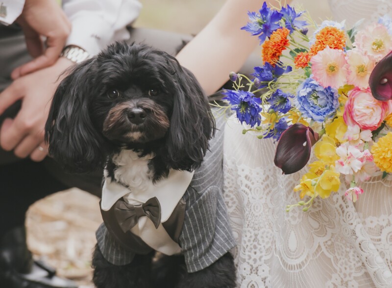 diar wedding_ペットと一緒に撮影できる