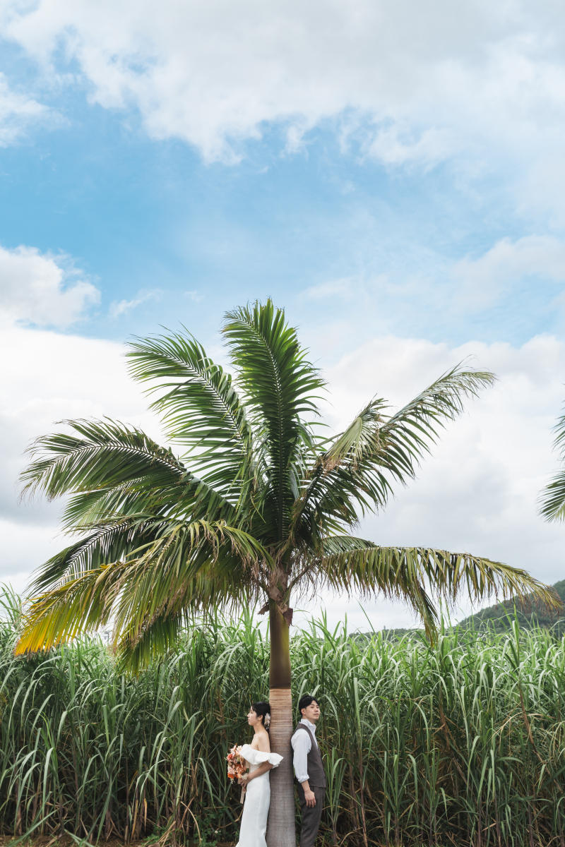 さとうきび畑とヤシの木