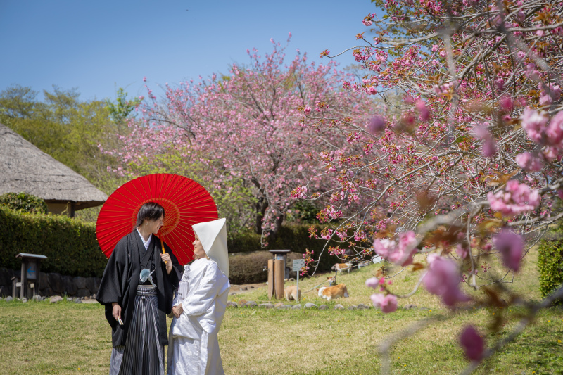 風情ある日本の面影を残す建物と桜に包まれて