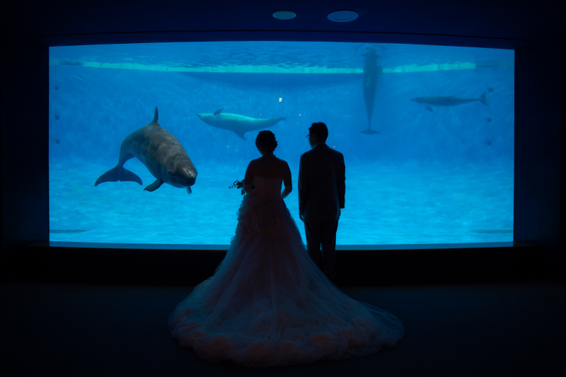 イルカと見つめ合う瞬間