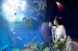 水族館ロケ＆スタジオ撮影