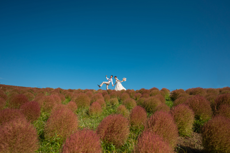 夏から秋にはコキアでの撮影も