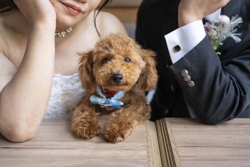 アンシャンテ水戸_ペットと一緒に撮影できる