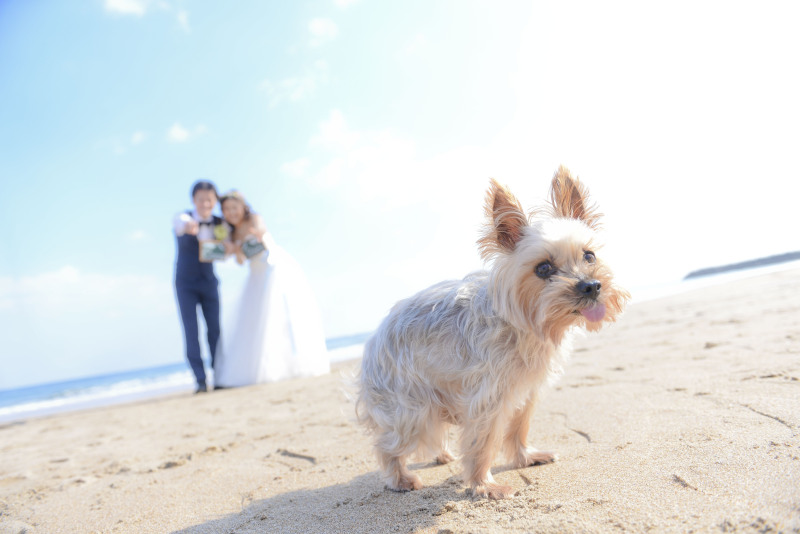 アンシャンテ水戸_ペットと一緒に撮影できる
