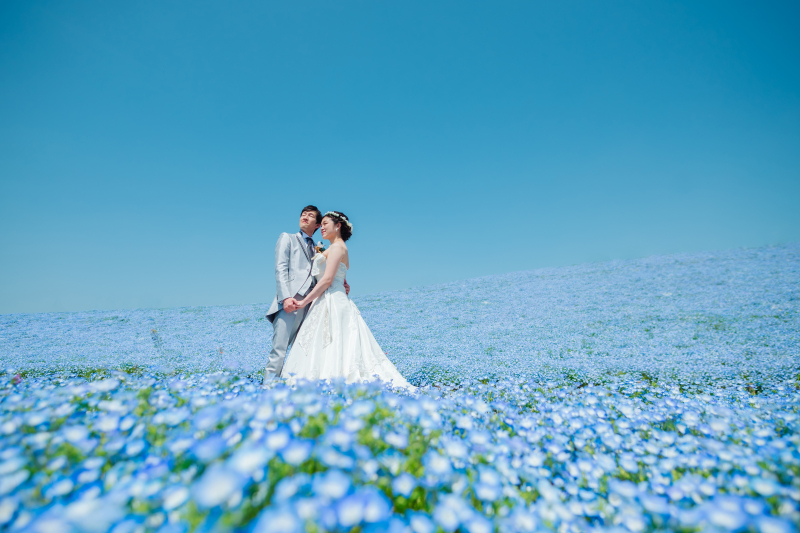 【2026年早割⭐️先行予約】青と蒼のネモフィラフォト☆シンプルプラン